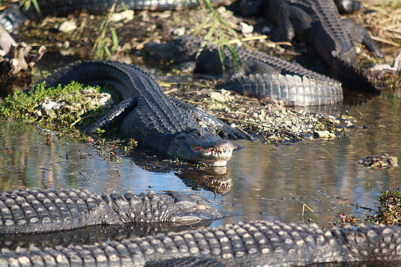 File:Alligators (5476684141).jpg