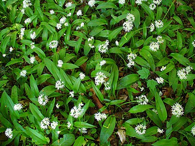 Allium ursinum Habitus