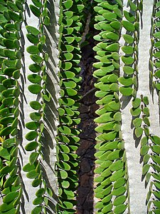 Alluaudia procera Leaves