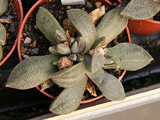 Aloinopsis rubrolineata Aloinopsis rubrolineata 2.jpg