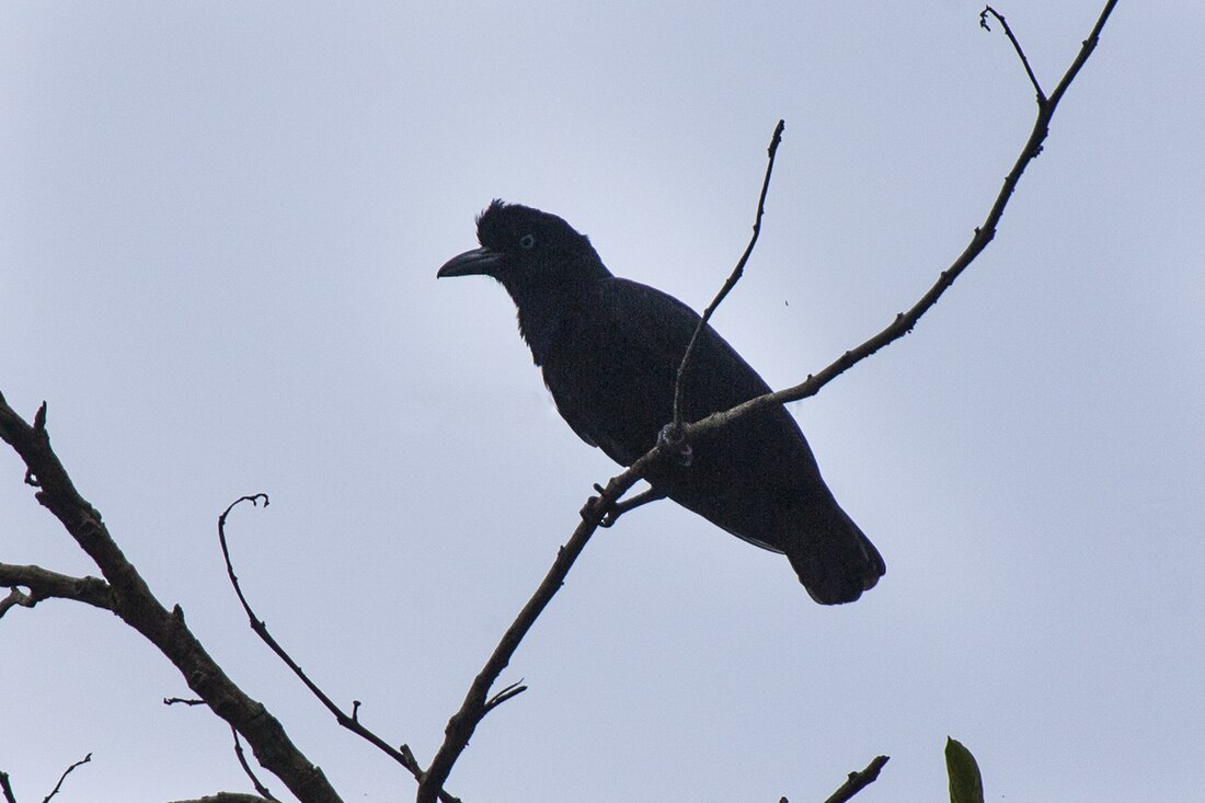 Amazonian umbrellabird