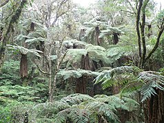 Tree ferns in the Amboró National Park