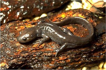 Tập_tin:Ambystoma_jeffersonianum.jpg