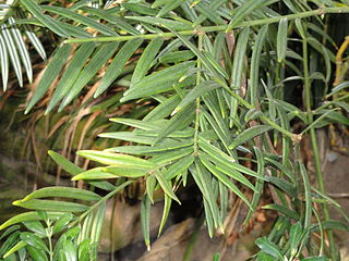 <i>Amentotaxus yunnanensis</i> Species of conifer