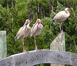 Hvide amerikanske ibisser