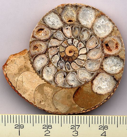 ニッポニテス サハリネンシス Nipponites アンモナイト 異常巻 化石 