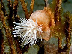 Amphianthus sp., une Hormathiidae.