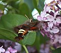 Side view of a w:Amphion Floridensis flying on a lilac plant in Wisconsin. Template:Commonist