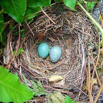 Bird nest