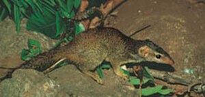 Treeshrew: Order of mammals