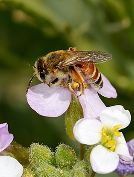 Andrena savignyi