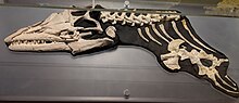 Thumbnail for Angolasaurus