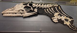 <i>Angolasaurus</i> Extinct genus of lizards