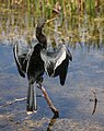 A black bird with short legs, long snake-like neck, and black and white feathered wings that are outstretched, drying itself while sitting on a stick protruding from shallow water surrounded by grass