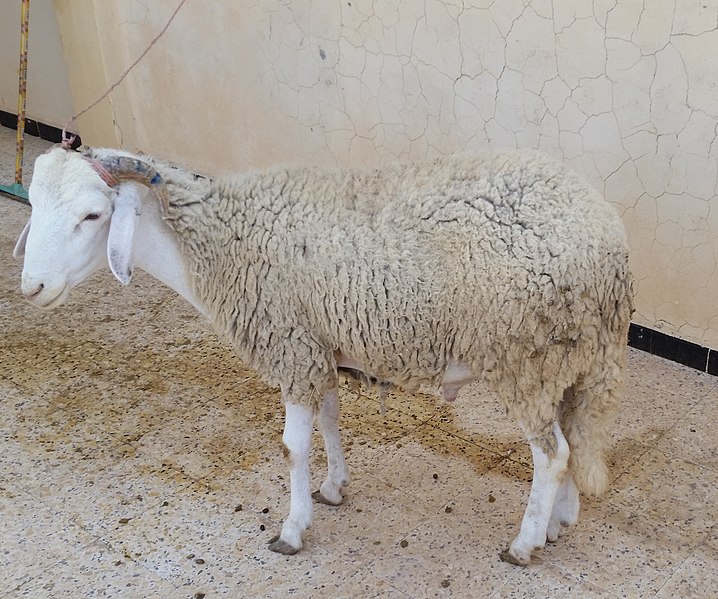 File:Animal From Algeeria (1).jpg