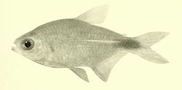 Hemigrammus brevis