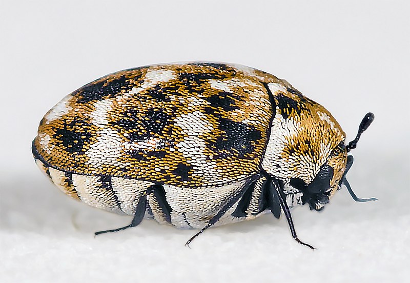 File:Anthrenus verbasci MHNT Fronton Side view.jpg