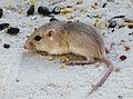 plains pocket mouse