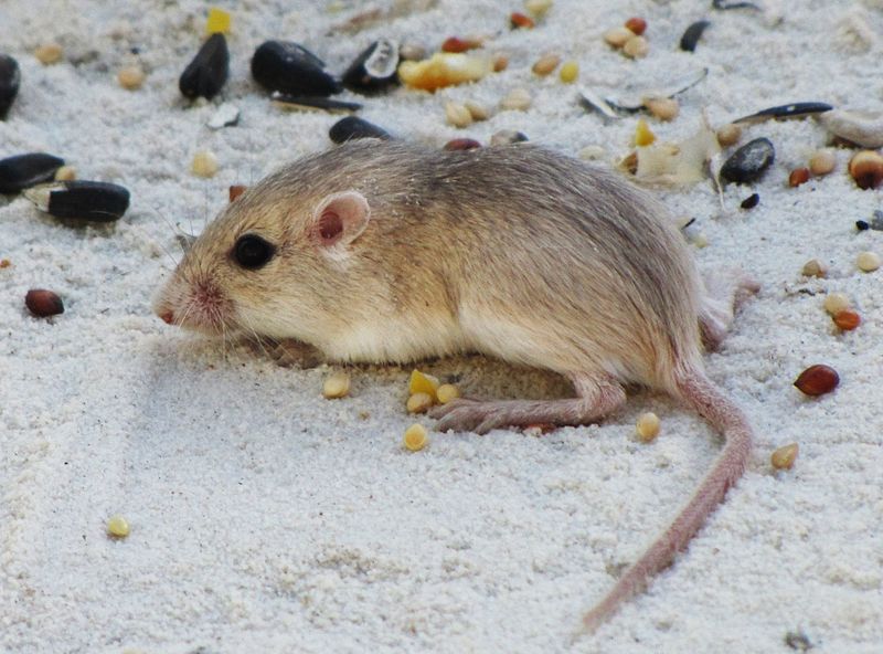 House mouse - Wikipedia