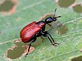 Apoderus coryli (Linnaeus, 1758)