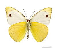 Museum specimen ♂ △ - Ventral side