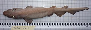 White ghost catshark Species of shark