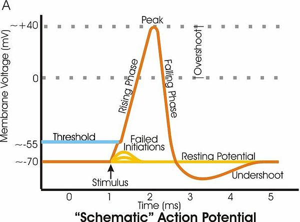 Diagram of membrane potential changes during an action potential