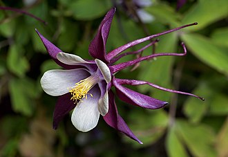 The long nectar spurs on this Aquilegia allow specialisation for a certain pollinator. Aquilegia columbine magpie cultivar 2.jpg