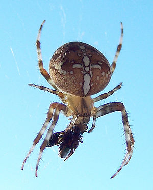 Araneus diadematus (Gartenkreuzspinne), crop version