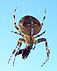 Araneus diadematus (Gartenkreuzspinne)