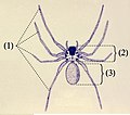 Basic characteristics of Arachnida: 4 pairs of legs as adults (1), cephalotorax: combined head and thorax (2), abdomen (3), no antenna, no wings
