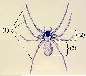 Anatomie externe des arachnides: (1) quatre paires de pattes, (2) tête et thorax fusionnés en céphalothorax, (3) opistosome.