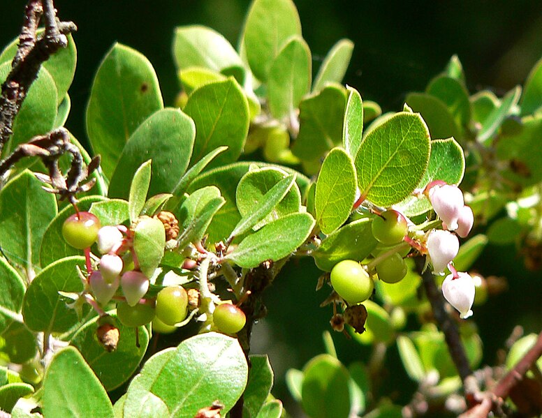 File:Arctostaphylos edmundsii 5.jpg