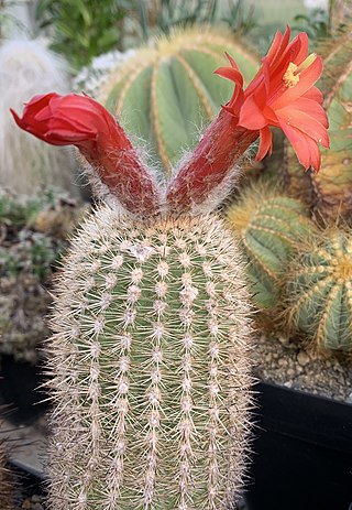 <i>Oreocereus hempelianus</i> Species of cactus