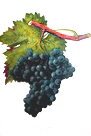 <span class="mw-page-title-main">Argant</span> Variety of red wine grape