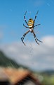 * Nomination Argiope bruennichi in Vacheresse, Haute-Savoie, France. --Tournasol7 08:05, 7 November 2020 (UTC) * Promotion  Support Good quality. --Scotch Mist 08:54, 7 November 2020 (UTC)