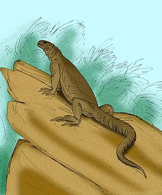 <i>Armandisaurus</i> Extinct genus of lizards