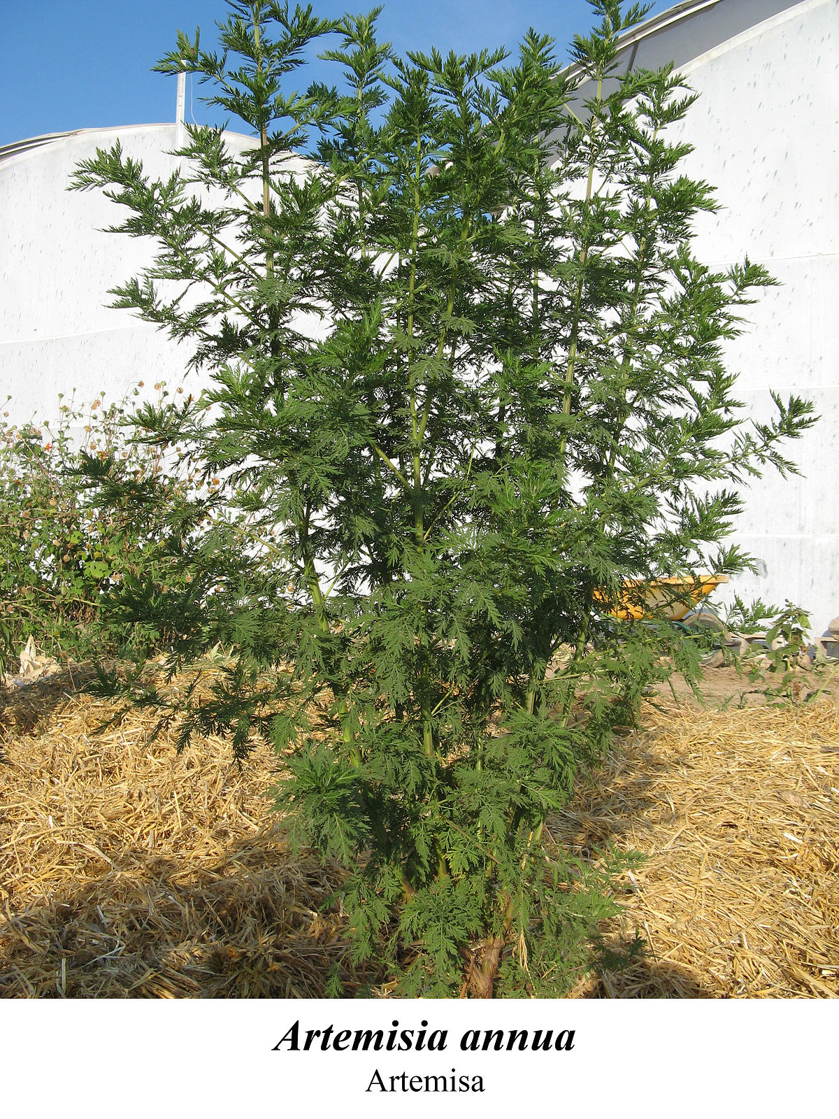 Artemisia annua 1.jpg