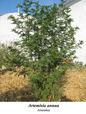 Artemisia Annua: Descripción, Propiedades, Taxonomía