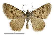 Asaphodes omichlias male.jpg