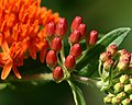 Butterfly weed