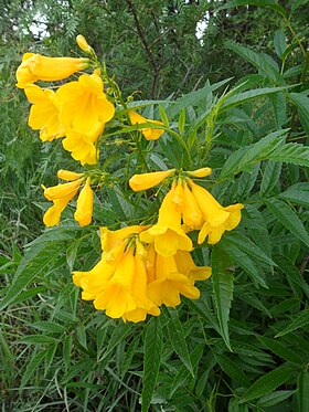 Astianthus viminalis