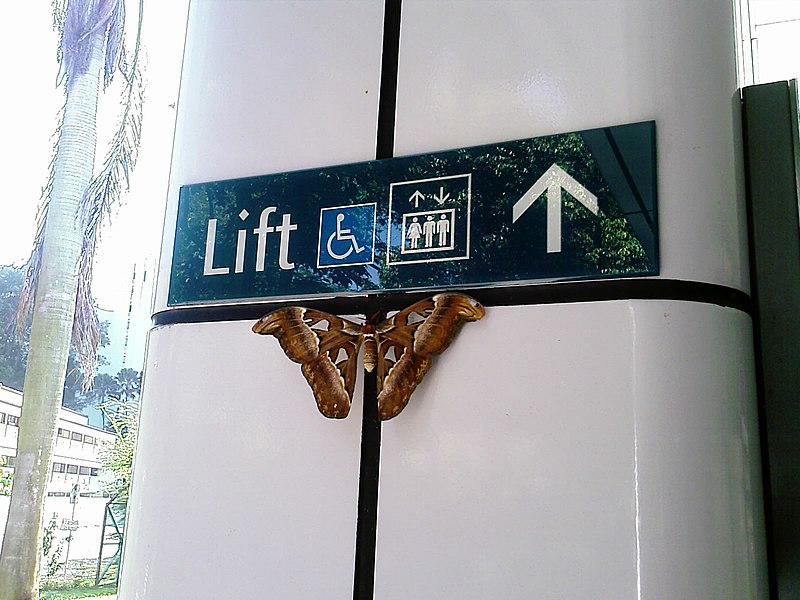 File:Atlas Moth at Outram Park MRT.jpg