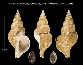 <i>Aulacofusus herendeeni</i> Species of gastropod