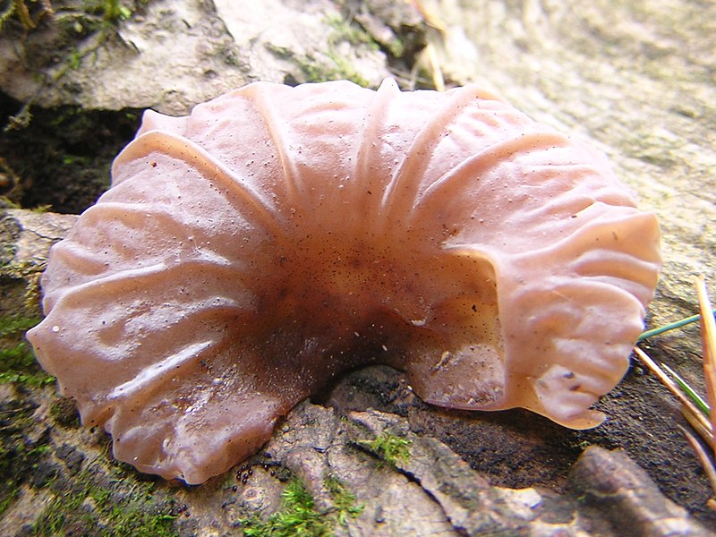 File:Auricularia auricula (Hook.) Under 93506.jpg