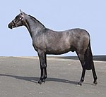 caballo ratón