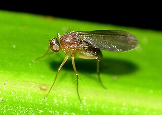 <i>Australachalcus</i> Genus of flies