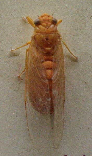 File:AustralianMuseum cicada specimen 27.JPG