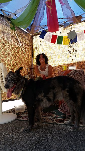 File:Australian Shepard, Smokey 2 - GeckoFest 2014.jpg