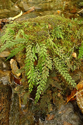 <i>Austrogramme</i> Genus of ferns